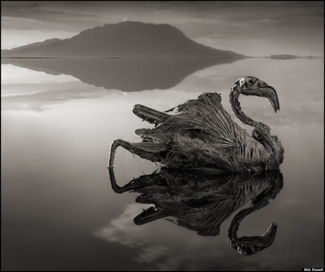 Les incroyables photos d’animaux transformés en pierre du lac Natron en Tanzanie (article + photos + vidéo) O-calc15