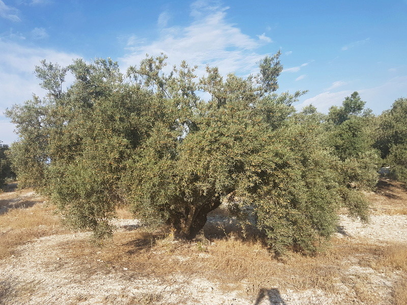 Qué deficiencia tienen estos olivos? (Granada) 20170617