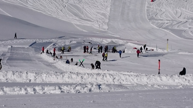 Chiens d'avalanche Dsc_0213