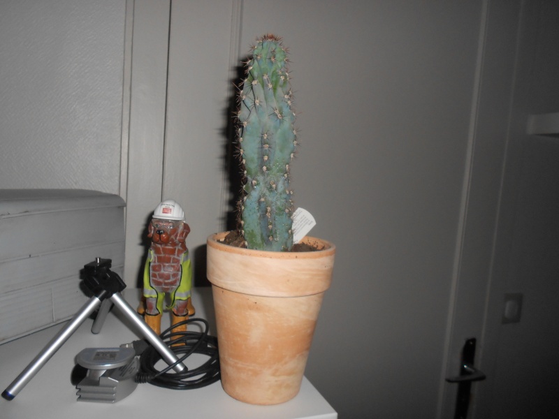amateurs de cactus et plantes ?  Dscn7814