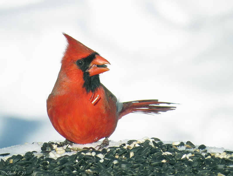 Cardinal mâle Cardin11