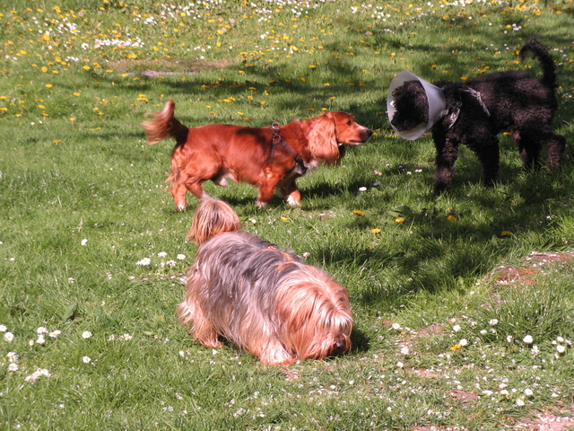 DAGOBERT, croisé épagneul papillon 3 ans - M 2017-032