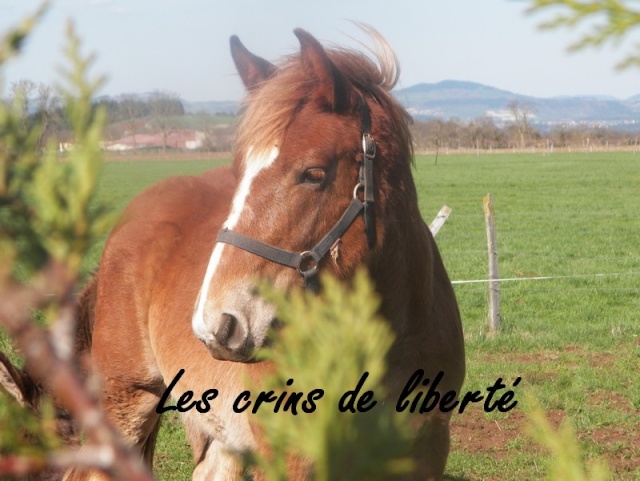 dep43, Cheyenne, trait breton  sauvée par Edith62450 !!!! (Mai 2014) - Page 3 100_1510