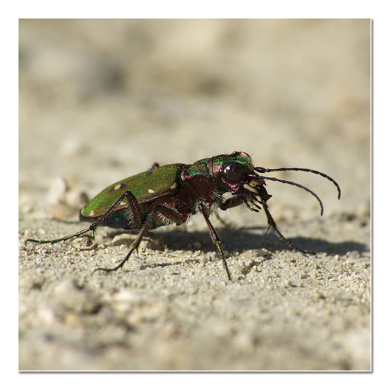 Cicindela campestris Cicind11