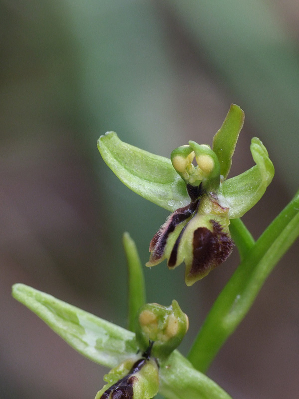 Ophrys litigiosa, pour inaugurer la rubrique Lusus_19