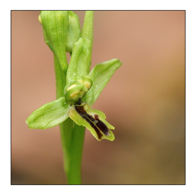 Ophrys litigiosa, pour inaugurer la rubrique Lusus_20