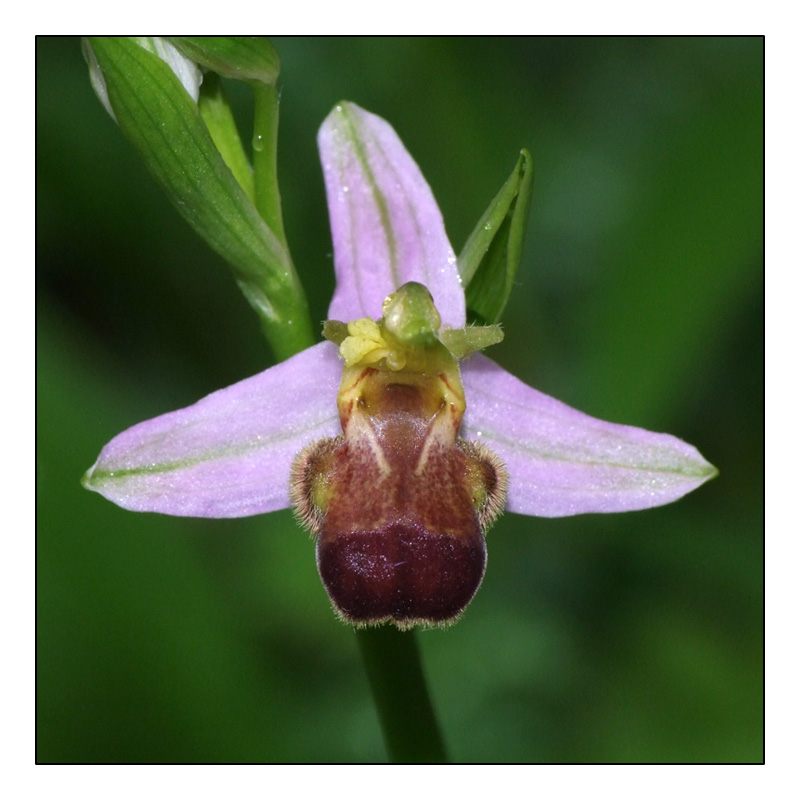 Ophrys apifera formes avec clés de recherches... O_apif12