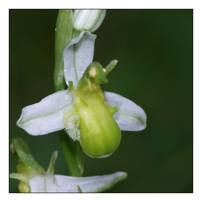 Ophrys apifera formes avec clés de recherches... O_apif15