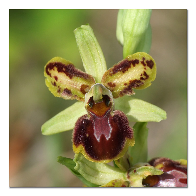Ophrys sphegodes (aranifera) O_aran21