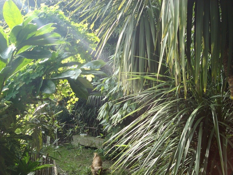 Un jardin en Bretagne......... - Page 6 Dsc09511