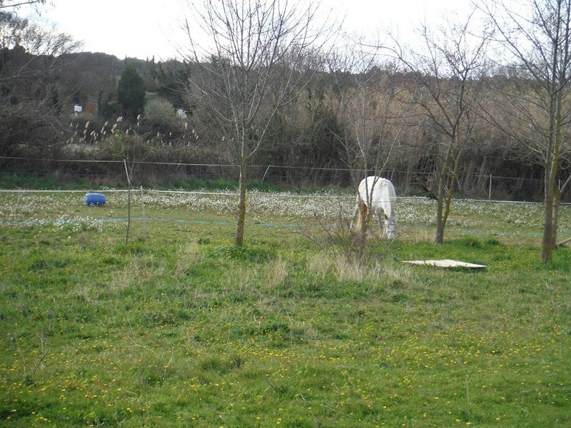 JdB de 4 hectares de pâtures dans le SUD : petit bilan - Page 3 Avril113