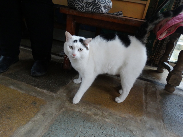Argos, gros chat blanc et noir né en 2012 - SLPA Amance Argos_10