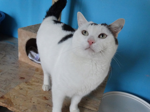 Argos, gros chat blanc et noir né en 2012 - SLPA Amance Argos_11