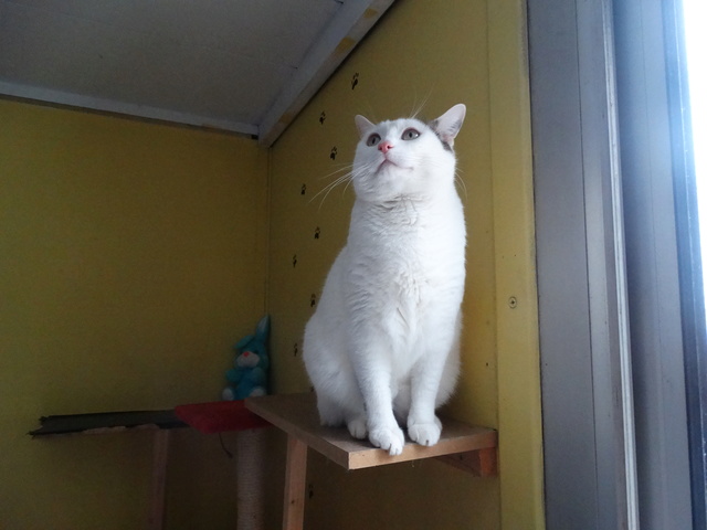 Argos, gros chat blanc et noir né en 2012 - SLPA Amance Argos_12