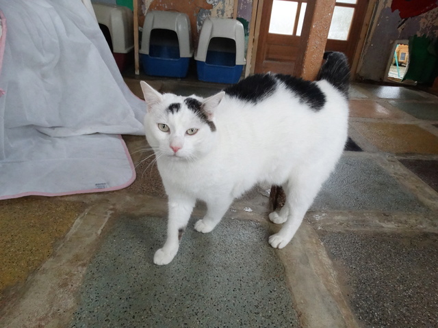 Argos, gros chat blanc et noir né en 2012 - SLPA Amance Argos_14