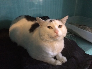 Argos, gros chat blanc et noir né en 2012 - SLPA Amance Argos_15