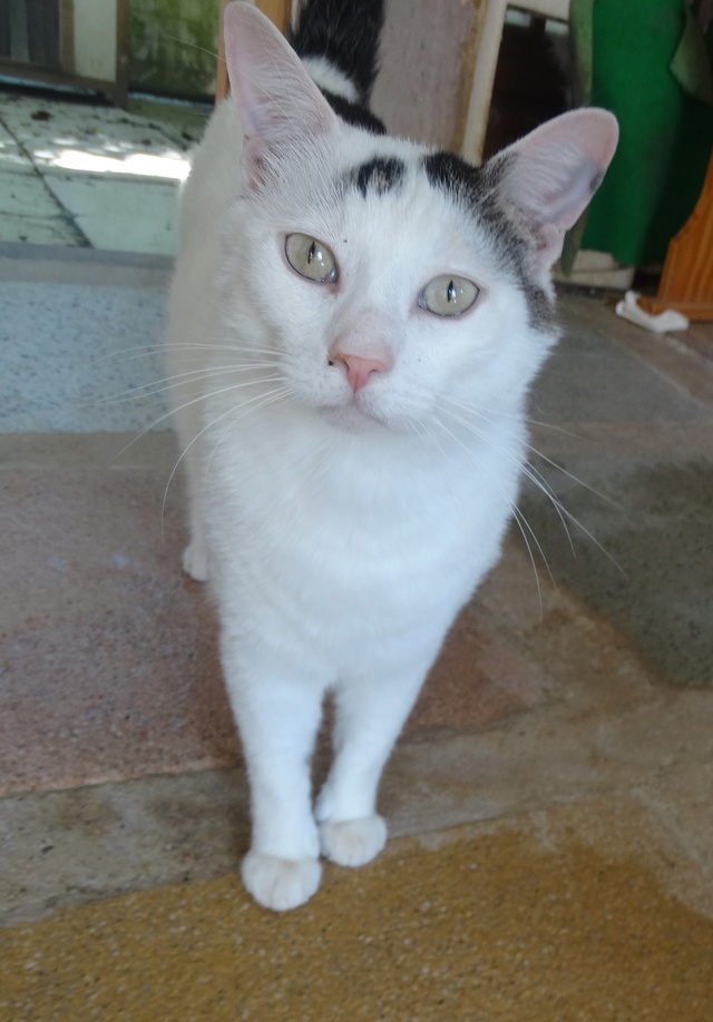 Argos, gros chat blanc et noir né en 2012 - SLPA Amance Dsc05128