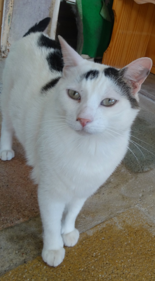 Argos, gros chat blanc et noir né en 2012 - SLPA Amance Dsc05129