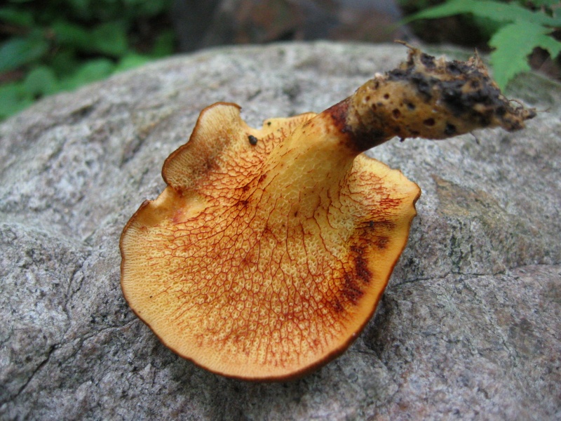 Bolet veiné (Gyrodon merulioides)