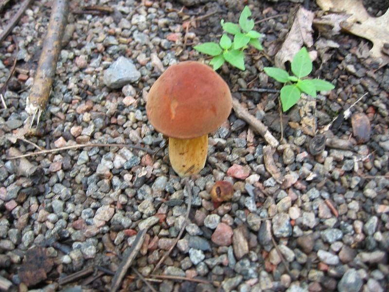 Bolet rougeoyant (Boletus subluridellus) Img_0110