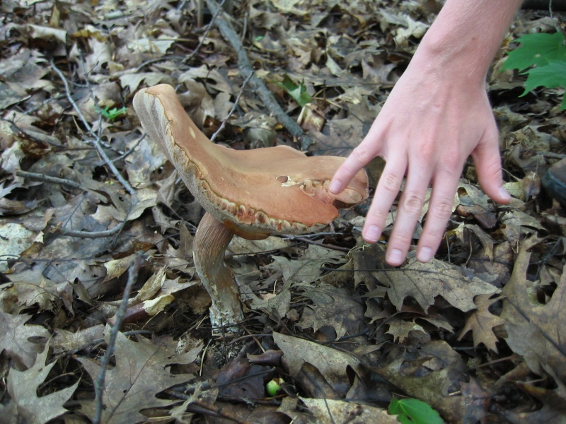 Bolet amer (Tylopilus felleus)