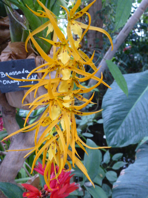 Détails et noms de quelques orchidées de l'expo du jardin des Plantes 2014 1ere partie  Brassa10