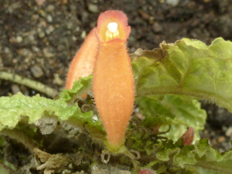 2 Gesnériaceae  P1050019