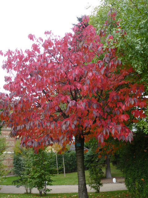 PRUNUS sargentii  P1050037