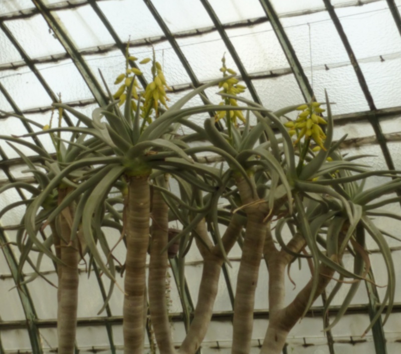 Aloe dichotoma  P1050412