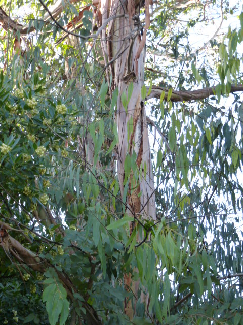 Eucalyptus gunnii ??? je pense  P1050714