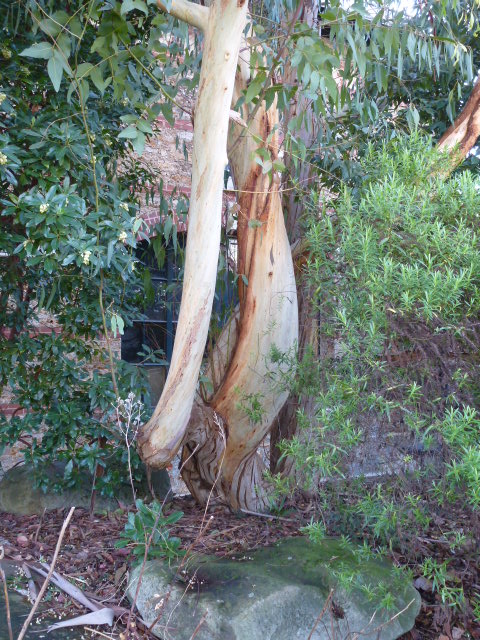 Eucalyptus gunnii ??? je pense  P1050715