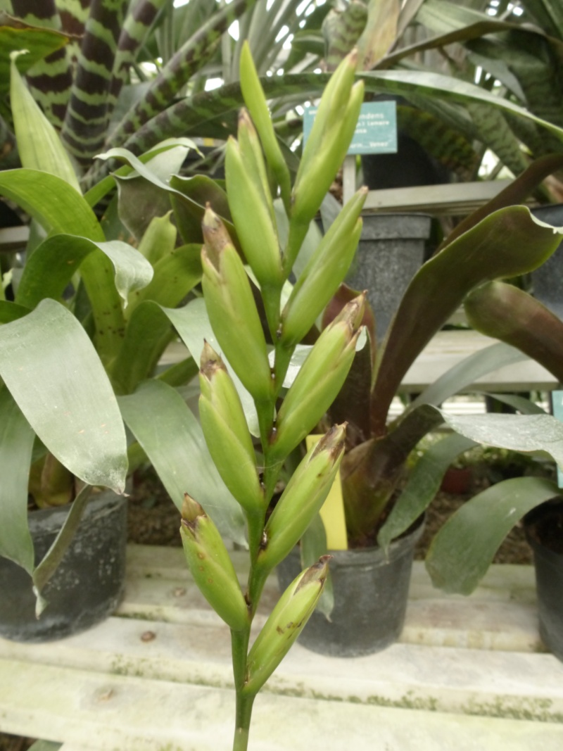 Vriesea pauperrina  P1050725