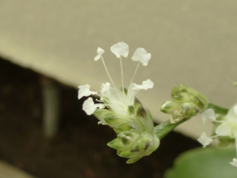 CALLISIA  fragrans ( f . des Commelinaceae )  P1050810