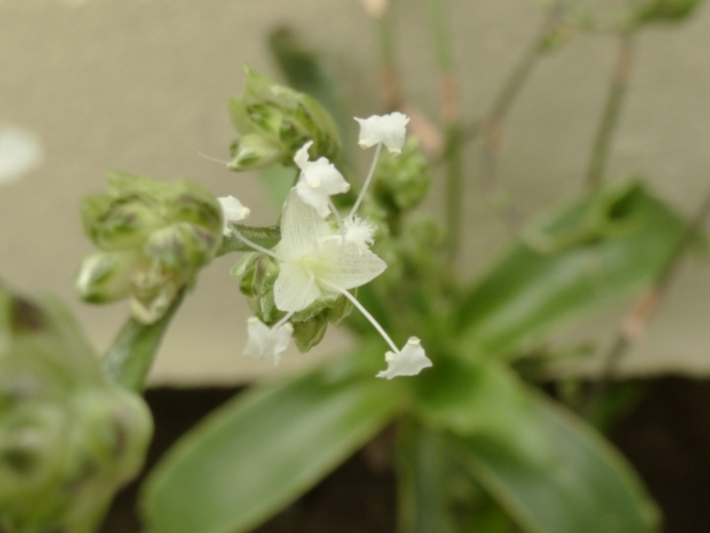 CALLISIA  fragrans ( f . des Commelinaceae )  P1050811