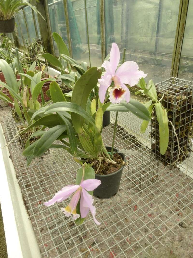 CATTLEYA percivaliana  P1050927