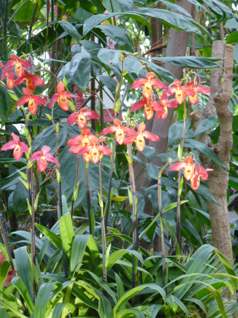 Quelques photos de l'expo du jardin des plantes  P1060114