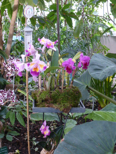 Quelques photos de l'expo du jardin des plantes  P1060118
