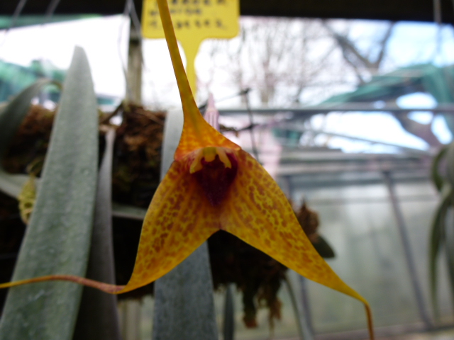 Masdevallia caesia bientot en fleurs  P1060225