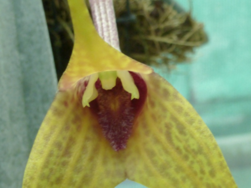 Masdevallia caesia bientot en fleurs  P1060226