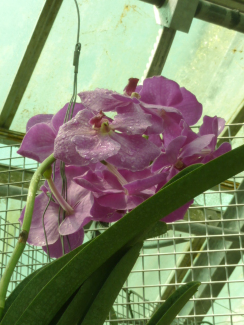 Vanda  P1060815