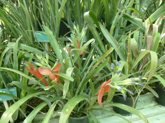 Billbergia chlorantha  P1060817