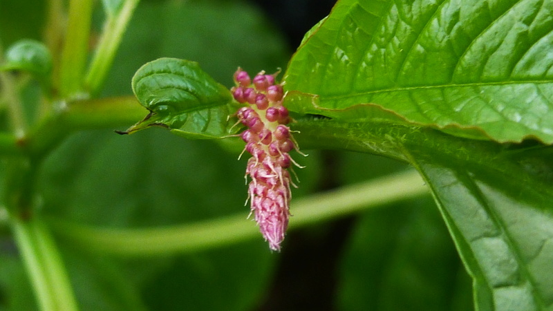 Dicliptera mucronifolia  P1230433