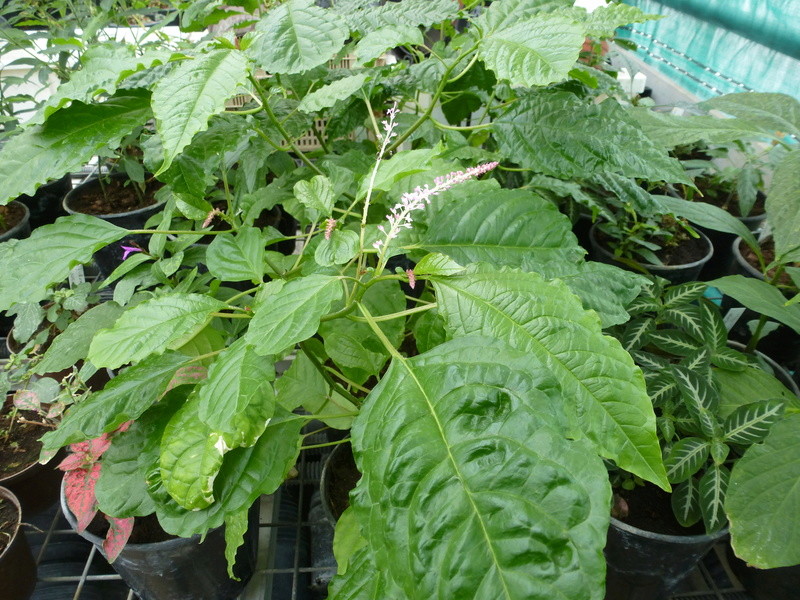 Dicliptera mucronifolia  P1230435