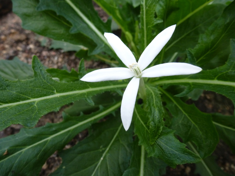 Plante mystère dite Chardon béni ( provenant  des Antilles ) c'est faux RESOLU c'est un Hippobroma longiflora P1230813