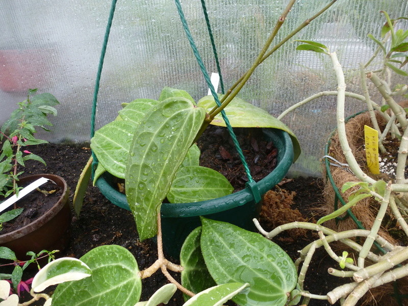 Hoya latifolia  P1240221