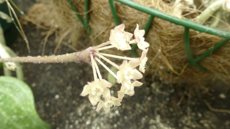 Hoya latifolia  P1240310