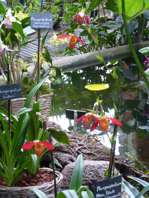    Détails et noms de quelques orchidées de l'expo du jardin des Plantes 2014 3eme partie  Phragm11