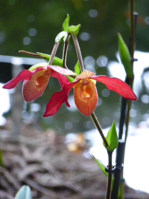    Détails et noms de quelques orchidées de l'expo du jardin des Plantes 2014 3eme partie  Phragm12