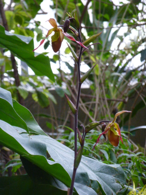  Détails et noms de quelques orchidées de l'expo du jardin des Plantes 2014 4eme partie  Phragm13