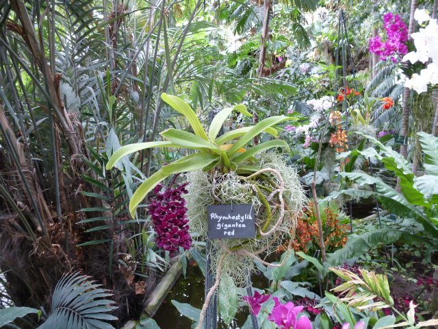  Détails et noms de quelques orchidées de l'expo du jardin des Plantes 2014 4eme partie  Rhynch10